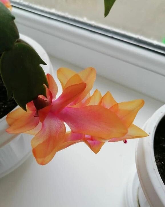 Этот экземпляр выступил в качестве отца