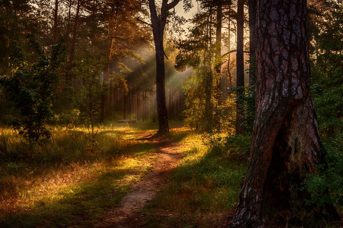 Яндекс картинки