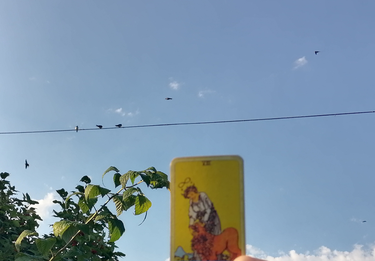 У нас просто нашествие ласточек... Сколько насчитали на этом кадре? На самом деле их гораздо больше, больше 100 прилетели. Впервые в таком количестве их увидела в этом году. Раньше прилетали, но 5-15, не более. 