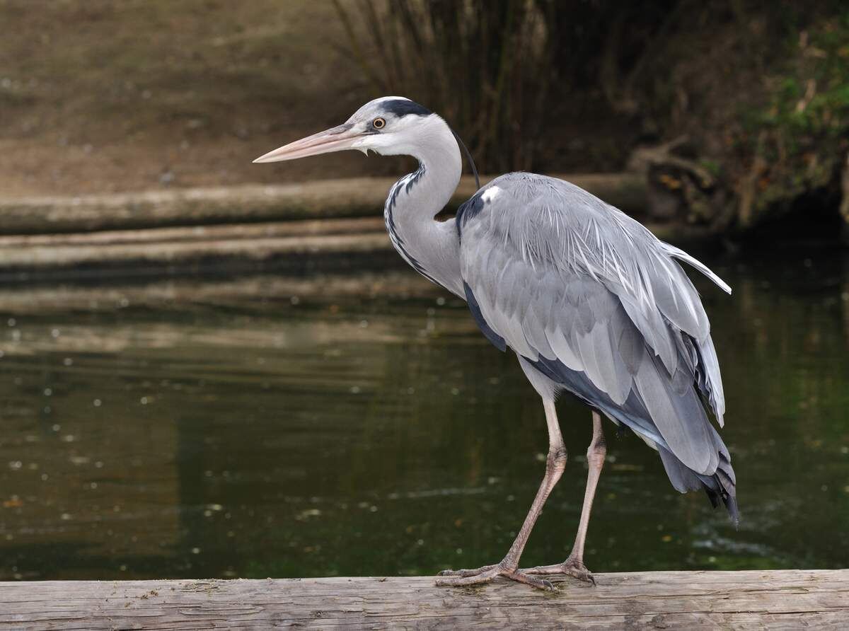 Воплощение спокойствия и дикой грации. Но этому символу свободы не место в неволе.