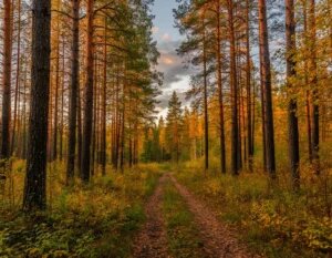    Изображение сгенерировано нейросетью Шедеврум Мария Михайловская