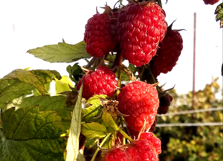 Фото: Д. Батов.