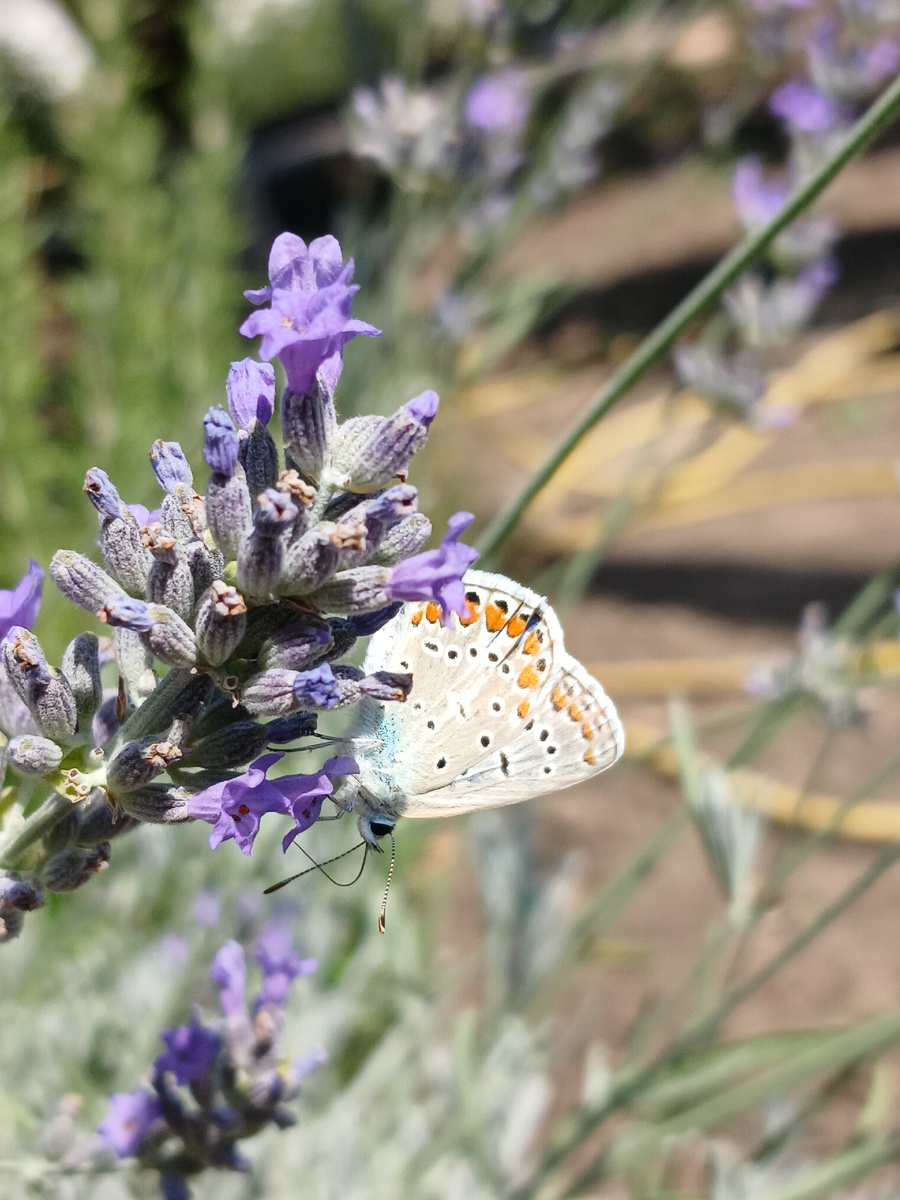 Голубянка Икар на лаванде