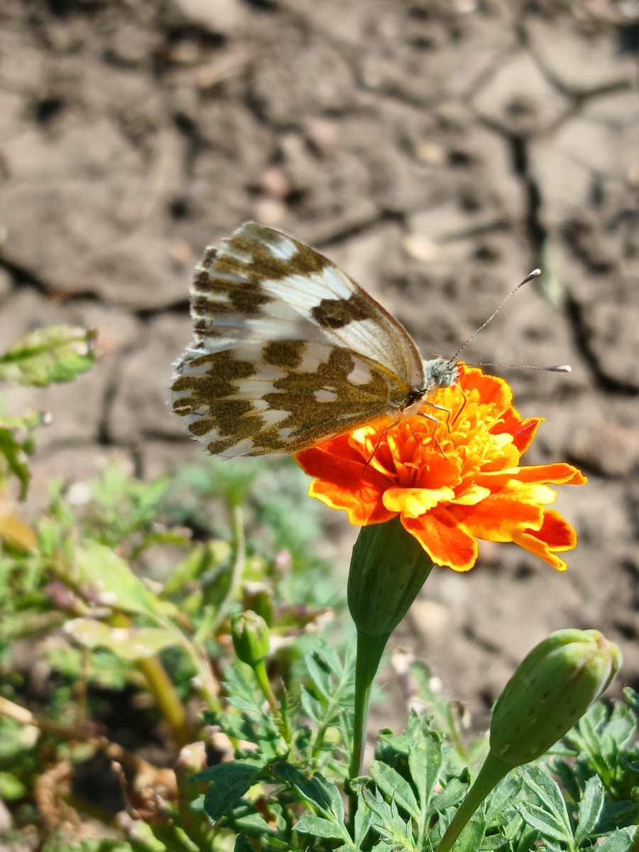 Белянка на бархатцах