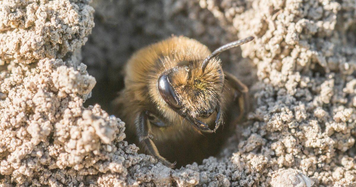 Земляные пчелы – почему они полезны и опасны одновременно?

Земляные пчелы часто вызывают неоднозначную реакцию у людей: кто-то видит в них вредителей своего участка, а другие восхищаются их удивительной ролью опылителей растений. Давайте разберемся подробнее, чем именно полезны эти насекомые и стоит ли бояться соседства с ними?

Полезность земляных пчел

Опыление
Землянки (или андрениды) играют важную роль в экосистеме благодаря своему неутомимому труду по опылению цветов и сельскохозяйственных культур. Их активность помогает увеличить урожай фруктов, ягод и овощей.


Плодородие почвы
Пчелы роют норы в земле, тем самым улучшая структуру почвы и обеспечивая доступ кислорода корням растений.


Естественные помощники садоводов
Многие землянки предпочитают жить в естественных условиях вдали от человеческого жилья, поэтому их присутствие обычно не вызывает проблем.

Вред или неудобство земляных пчел

Укусы и аллергии
Хотя большинство видов земляных пчел не агрессивны, при угрозе они могут жалить человека. Укус может вызвать болезненные ощущения и аллергические реакции вплоть до анафилактического шока.


Повреждение газонов и огородов
Иногда большое количество нор приводит к повреждению газона или грядок. Однако это редкость, так как пчёлы редко селятся большими колониями.

Как обезопаситься рядом с земляными пчелами?

Если вы обнаружили гнездо возле дома, лучше избегать приближения без необходимости.
Используйте закрытую одежду во время работы в саду.
Не используйте химикаты против насекомых, если есть возможность мирно сосуществовать.

Итак, хотя земляные пчелы могут доставлять некоторые неприятности, пользы от них гораздо больше! Постарайтесь относиться к ним бережно и помнить о важности этих маленьких тружеников природы.