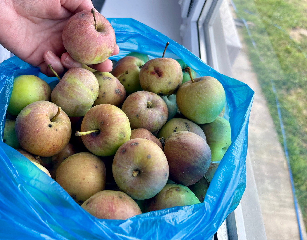 вот такие яблоки мы сегодня собрали – небольшие, с точечками, но очень вкусные
