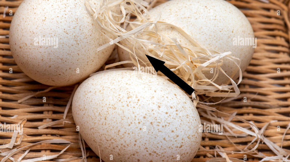    Почему индюшиные яйца так и не покорили наш стол