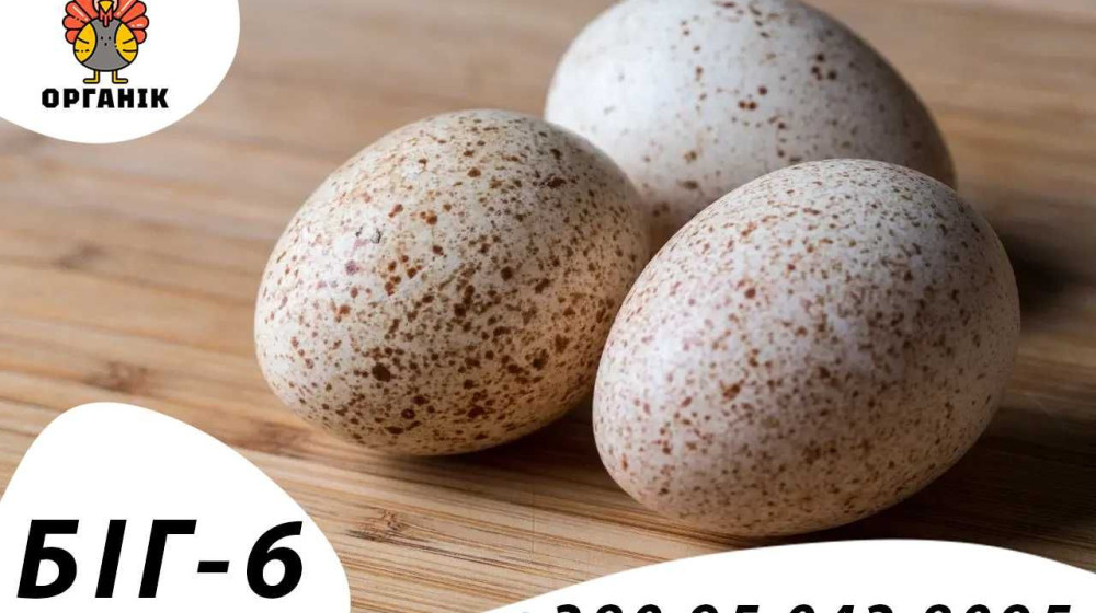    Почему индюшиные яйца так и не покорили наш стол