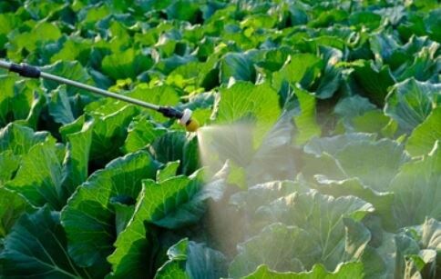 Как правильно разводить и использовать Фитоспорин: паста, порошок и жидкость, баковые смеси. Главные ошибки, которые сводят эффект к нулю