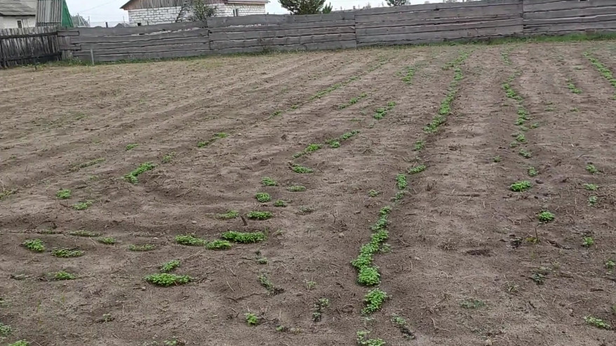 Результат полутора тысяч рублей - жалкие всходы элитных сидератов