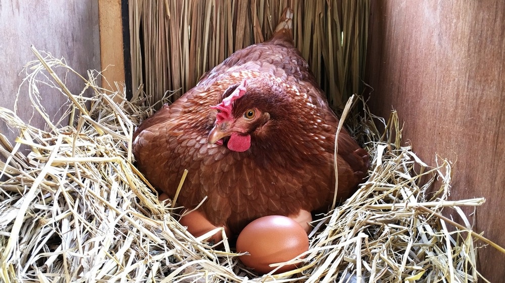    A hen is laying egg in straw nest. Chicken in chicken coop with eggs Админ