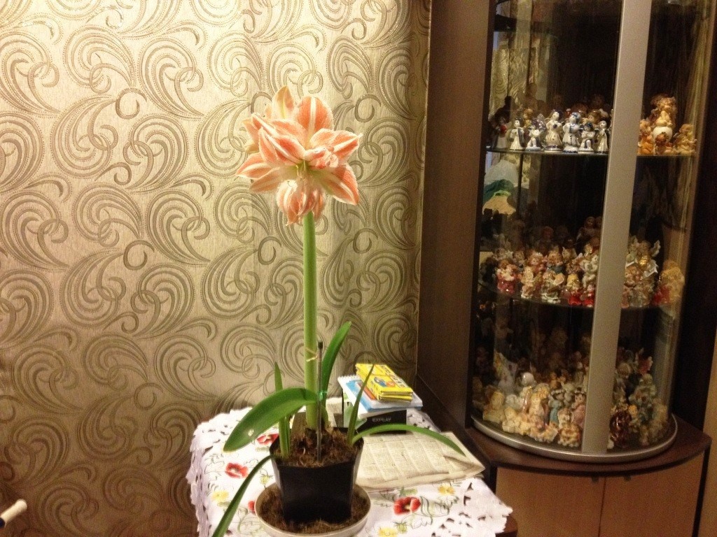 Неожиданно очень высокий цветонос среди небольших листьев...