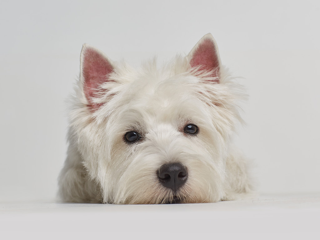 Этот белоснежный комочек счастья ждет свое идеальное имя.