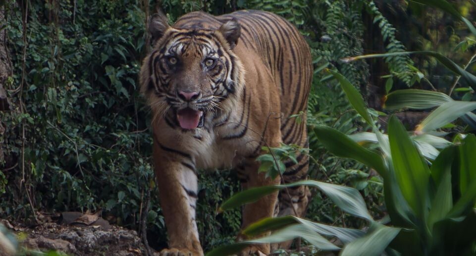    Afriadi Hikmal/ZUMAPRESS.com / www.globallookpress.com