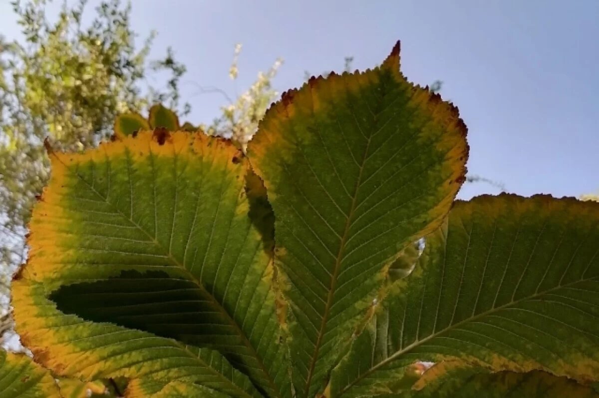    Погодные условия первой недели осени на территории Оренбуржья определяет циклонический вихрь.