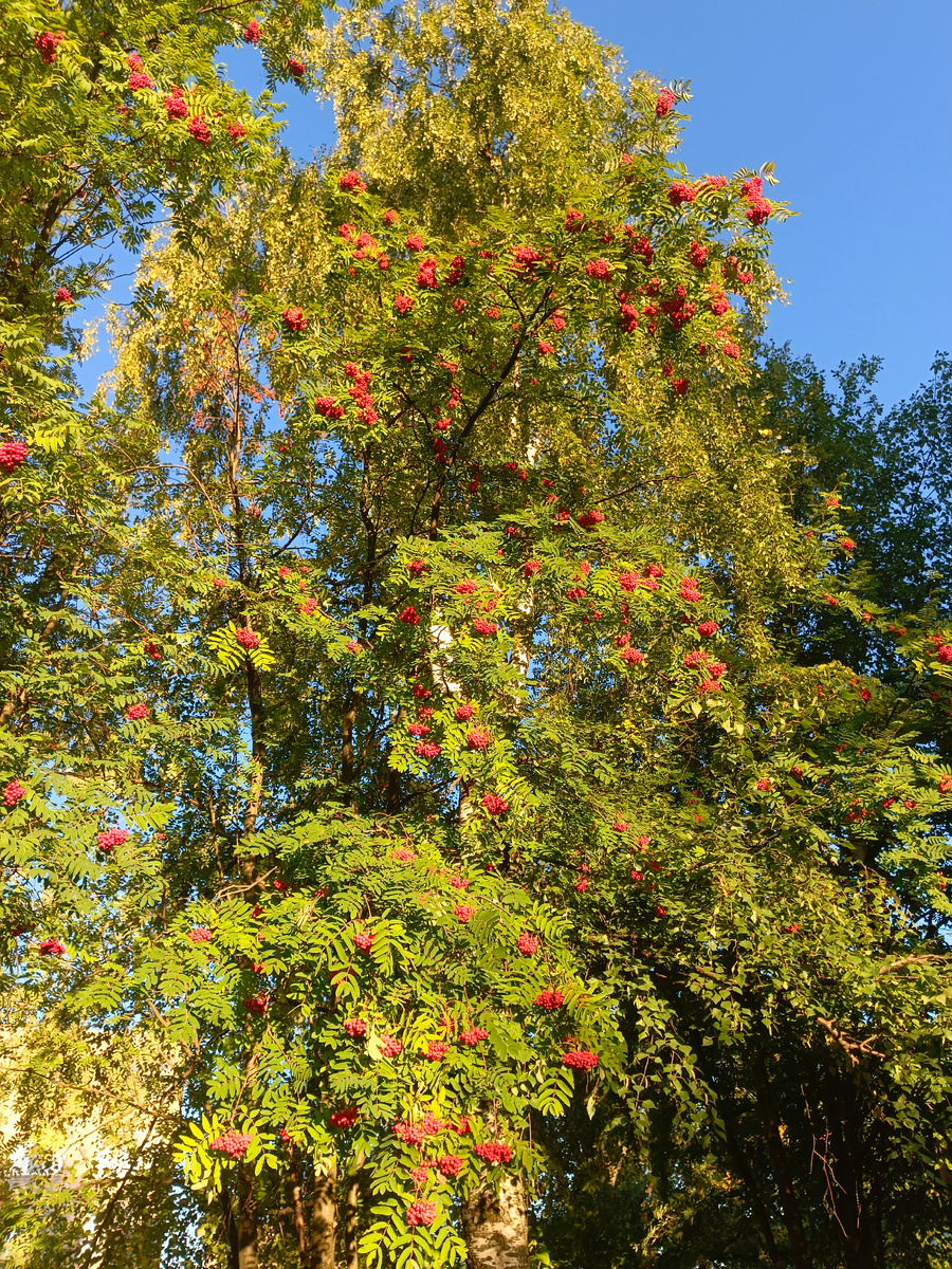 День, когда горят костры рябин 