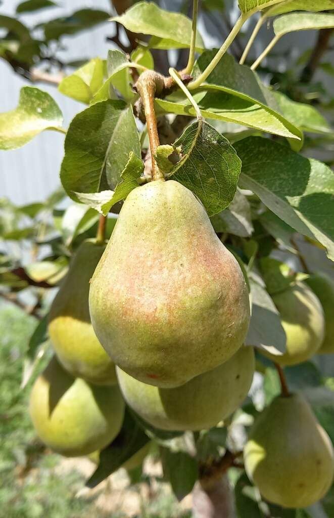    Фото Светланы Кишинько Газета Колос