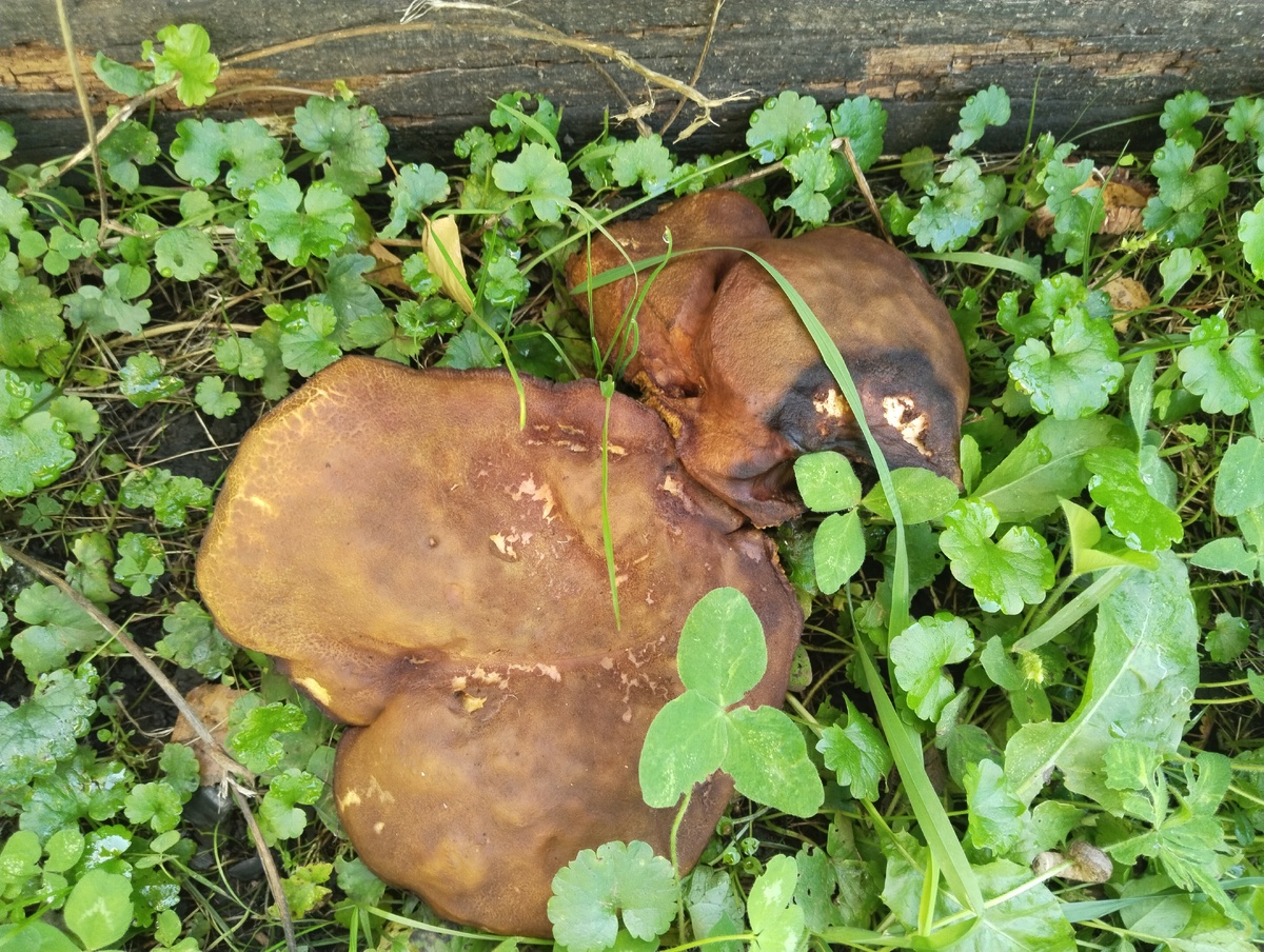 Это у земляничной грядки. 30.08.2025