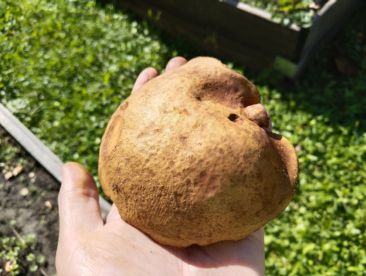 А это у огуречной. 30.08.2025