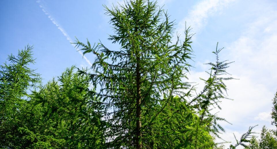    Эколого-просветительский комплекс «Дендрарий» в Мытищах / Медиасток.рф