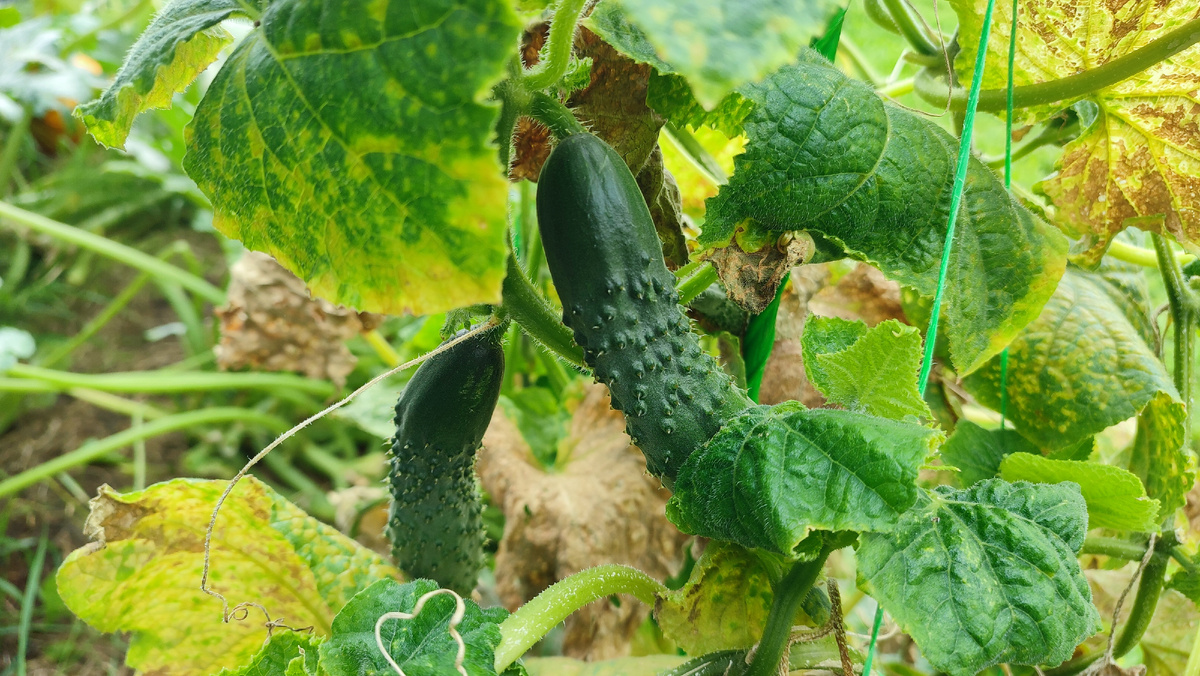 Кустик вырастил для меня ещё четыре огурца. Два на фото))) 