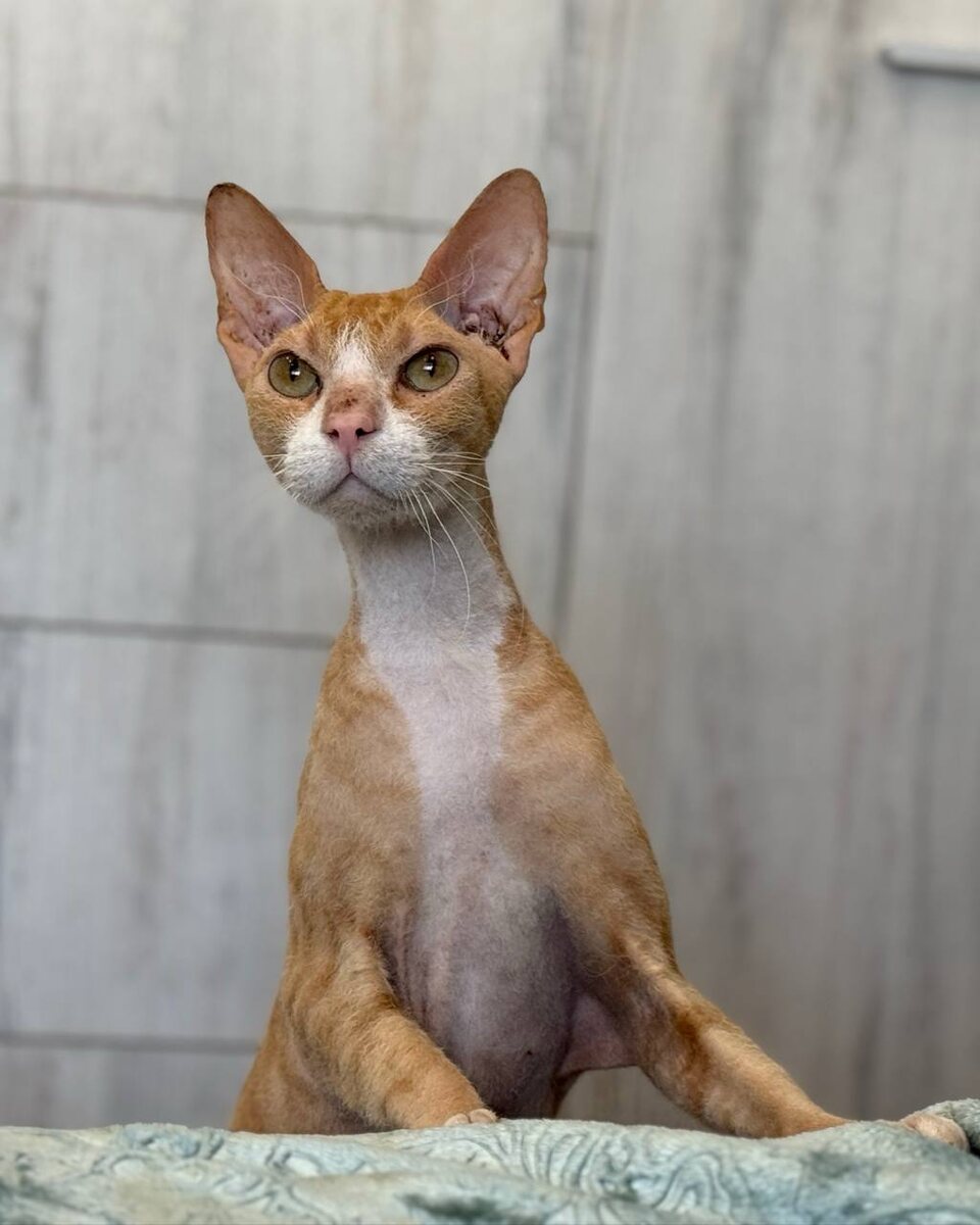 С рыжей микрошерсткой! Фото из архива автора. 