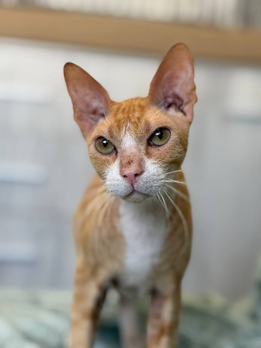 Взгляд виноватый, испуганный и грустный.  Фото из архива автора. 