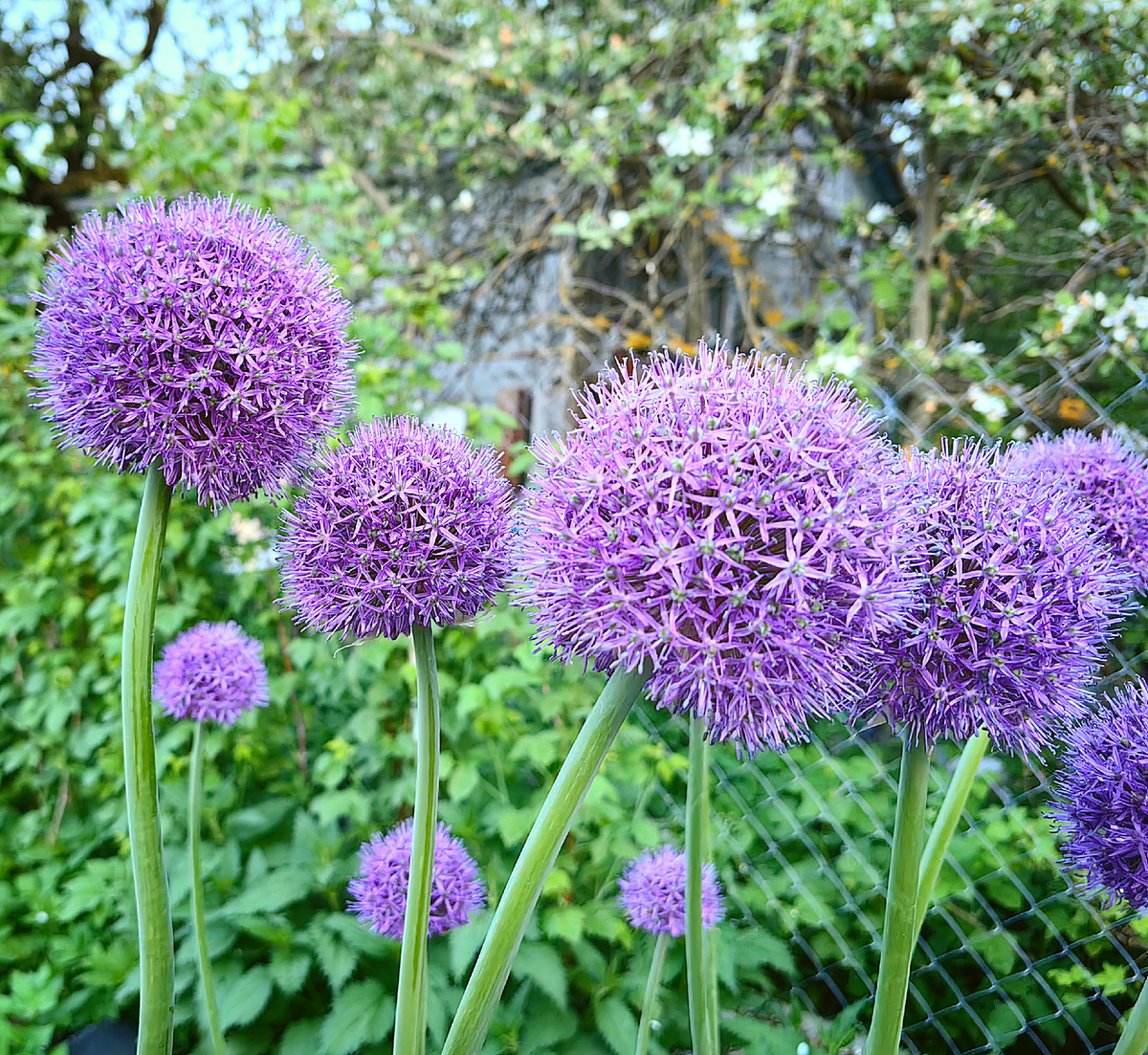 Соцветия лука Суворова 