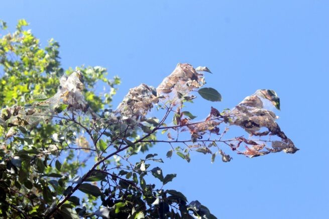    Поражение деревьев американской белой бабочкой / t.me/mcusochi