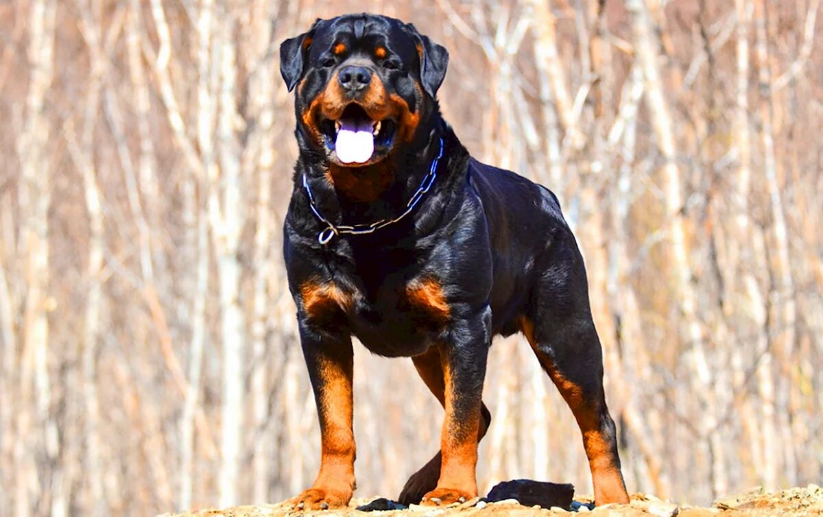 Имя — это не просто звук, а отражение души. Знакомьтесь, Брут