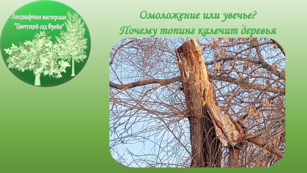 Фото автора: Обрушение кроны после топинга