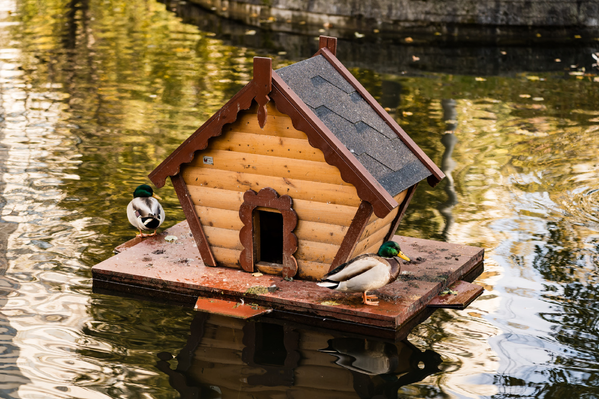 Утки у своего домика на воде в парке «Красная Преня»
