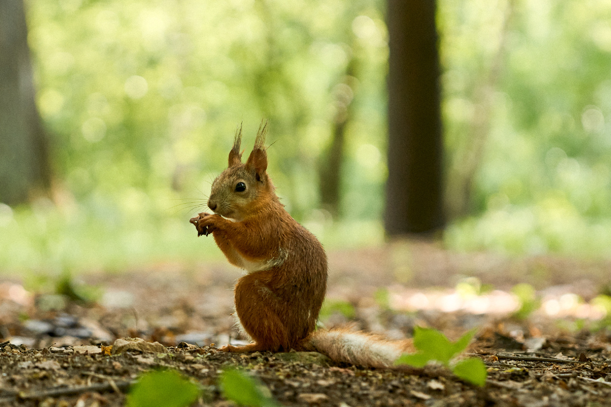 Белочка в Усадьбе Воронцово