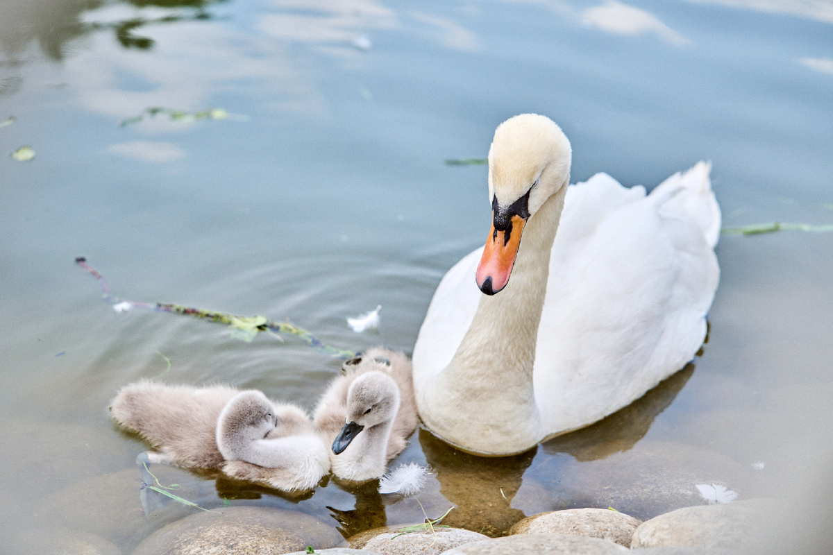 Лебединое семейство в Лианозовском парке