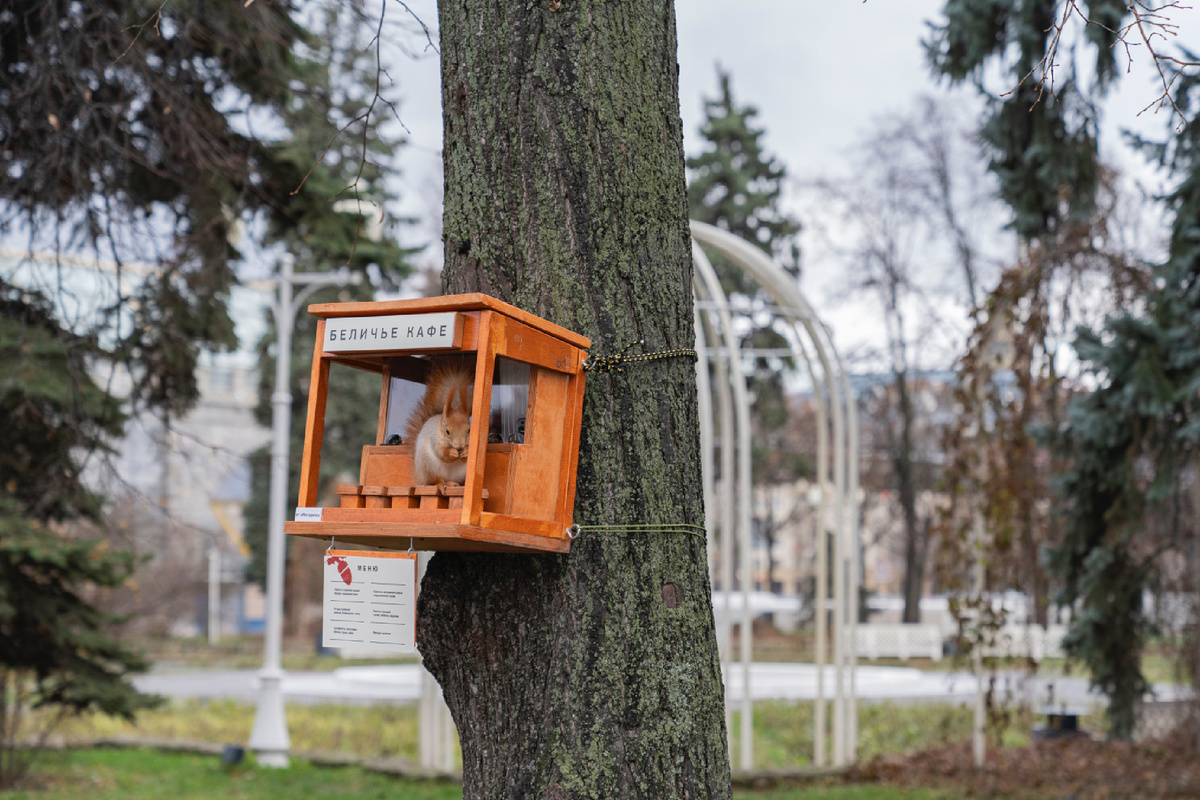 Беличье кафе в Парке Горького