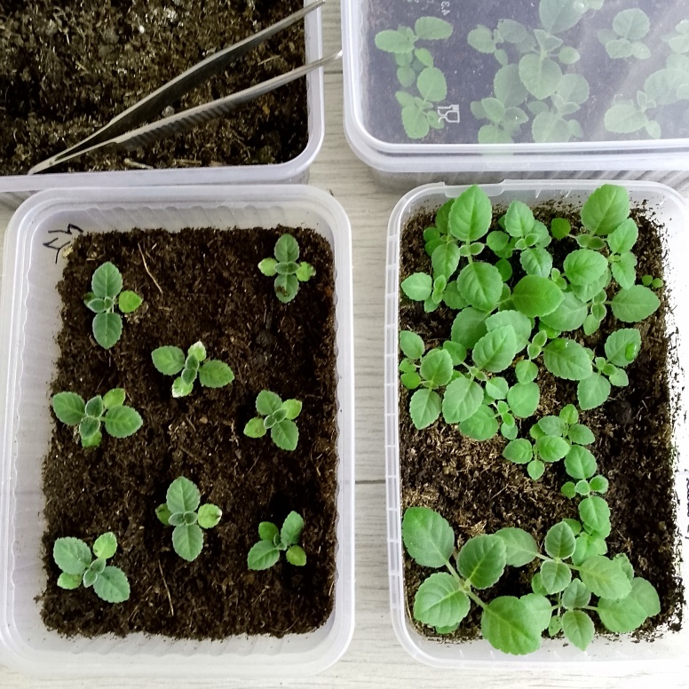 Сеянцы после пересадки в тот самый, слегка переувлажнённый, субстрат