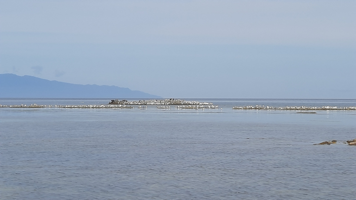 Птичьи базары на маршруте 