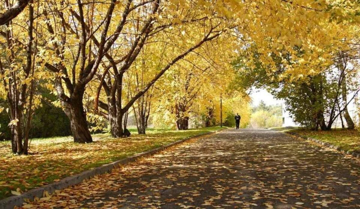     Природа Новосибирска. Источник: kp.ru Автор фото: Диана Иванова