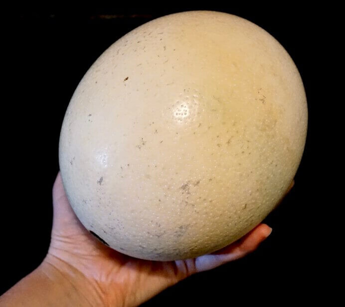    Страусиные яйца самые большие и тяжелые. Источник: poknok.art