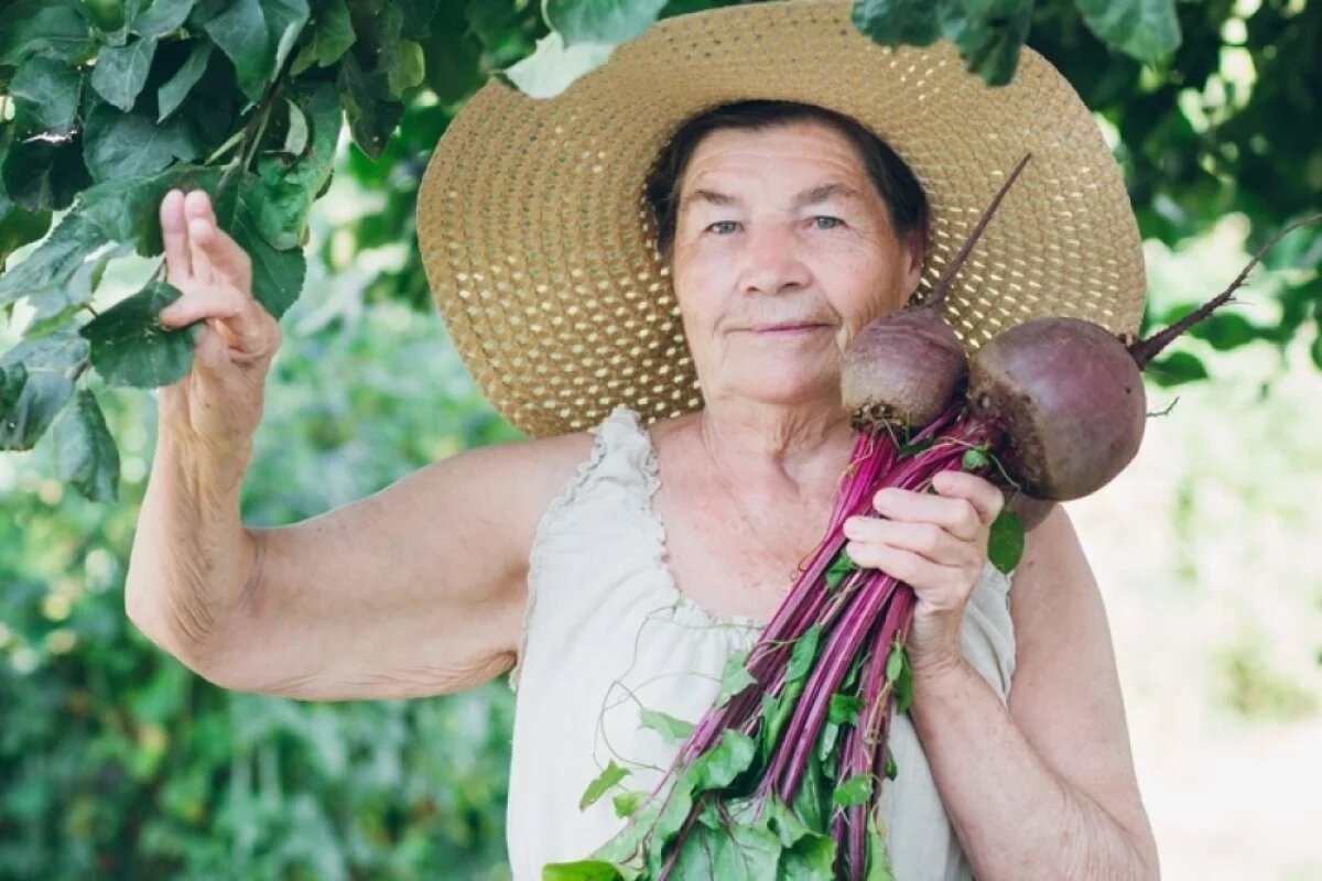    Исследования, проведенные в Эксетерском университете в Великобритании, показали, что свекольный сок снижает артериальное давление у пожилых людей.