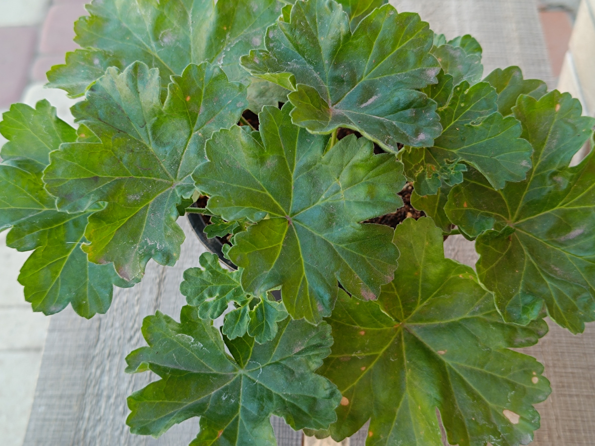 ЮВ Эйва. Она немного пострадала от гусениц, самые молодые листки понадкусывали зелёные налётчики