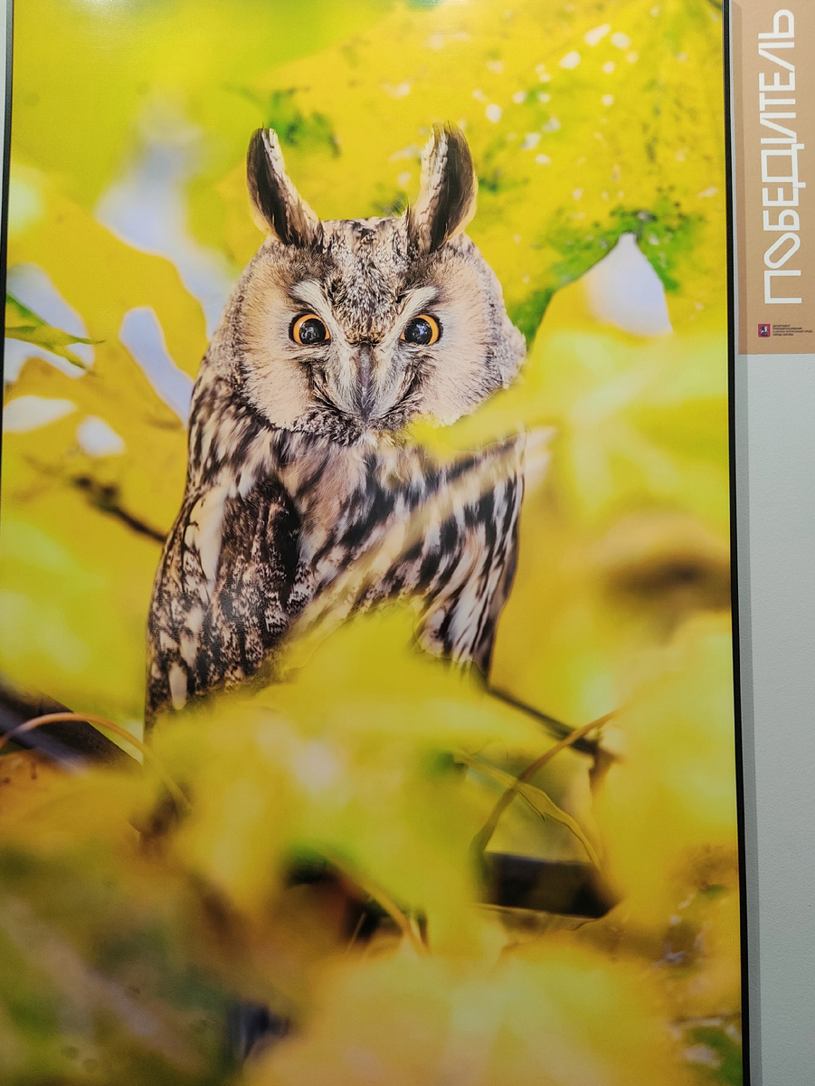 Улыбка совы. Егор Власов.