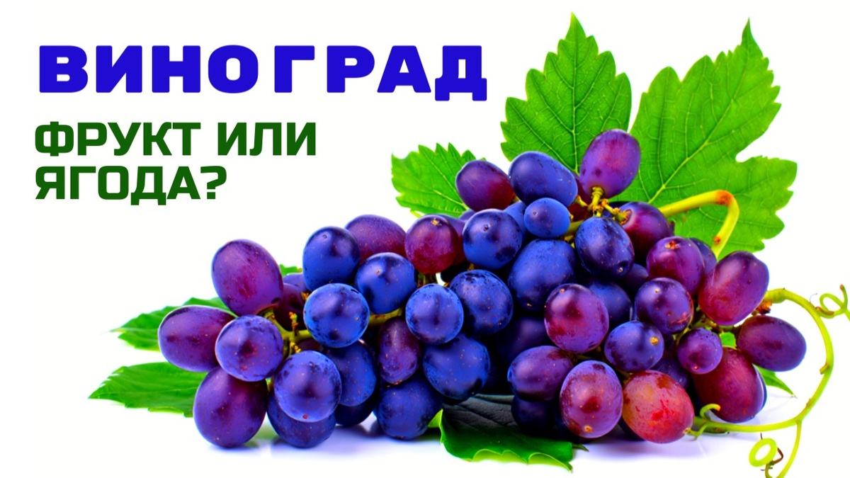 Виноград фрукт или овощ.