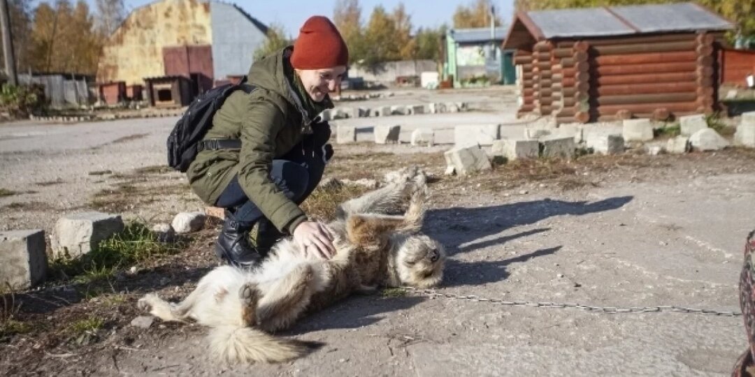 История в тысячу лап. Как в Пскове меняют отношение к бездомным животным