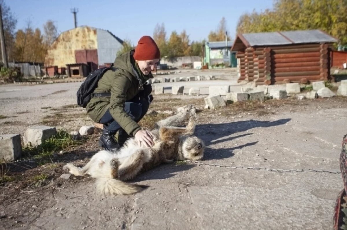    На данный момент в приюте 97 собак и 42 кошки