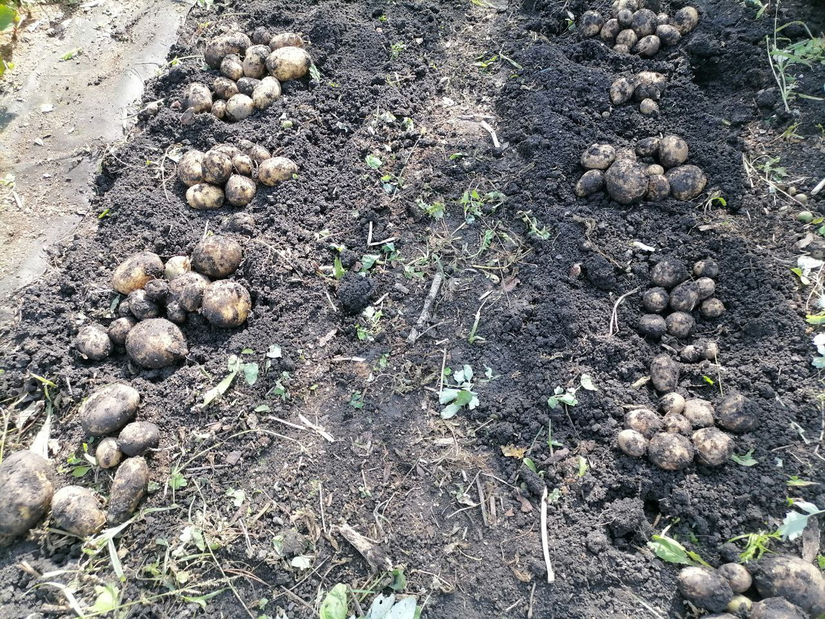 Эту не мыла. Так подсохла - был солнечный день, фото автора