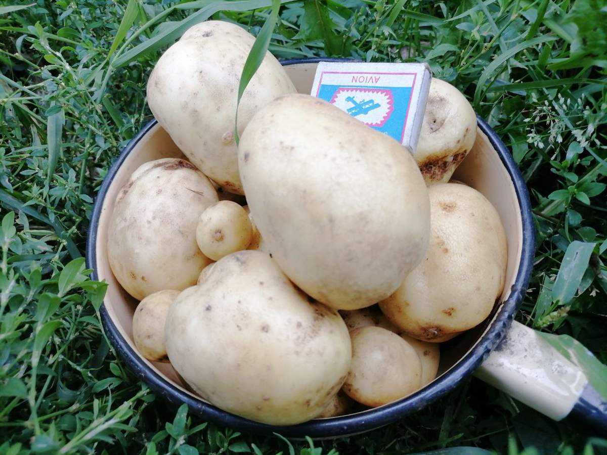 Разве не приятно, когда картофель чистый? 