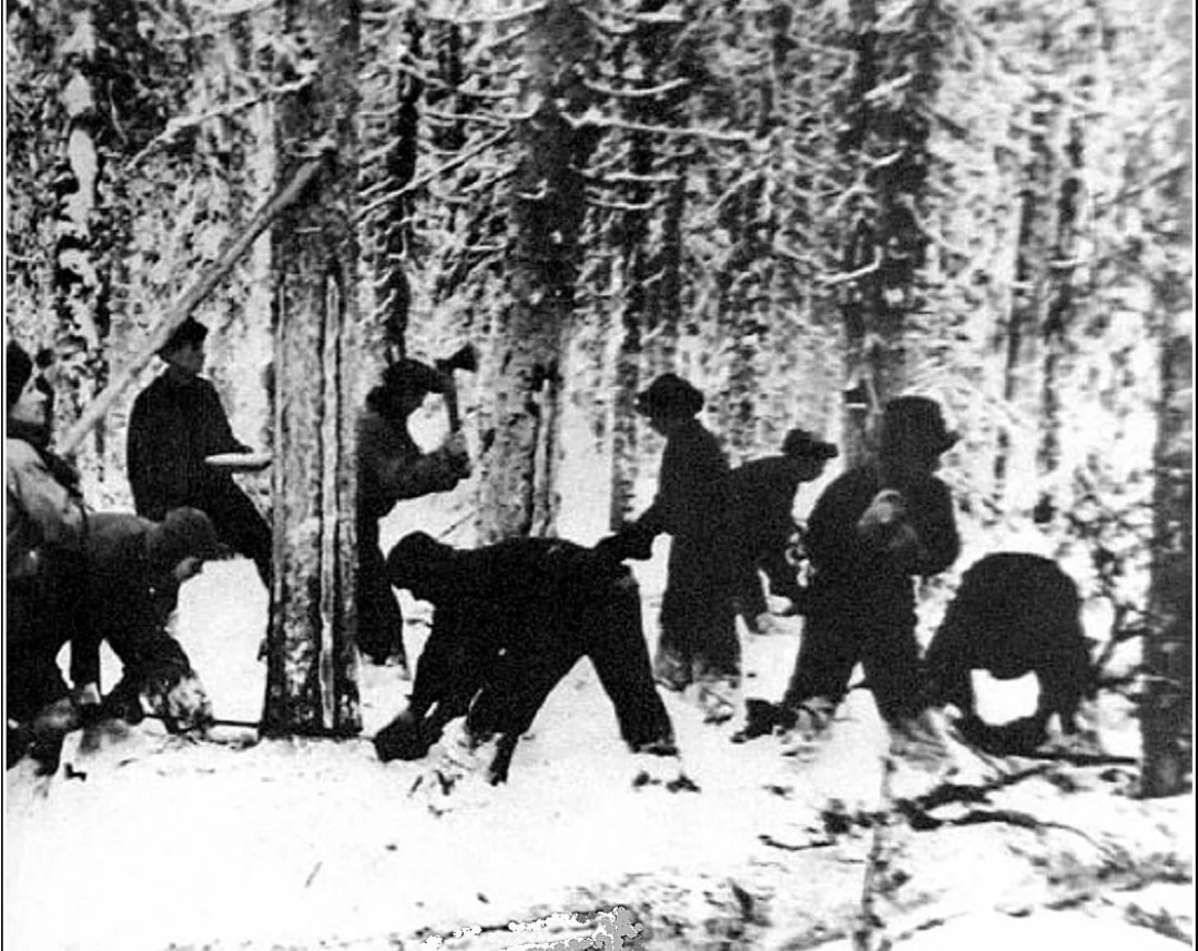 Фото 1. Лесоповал.