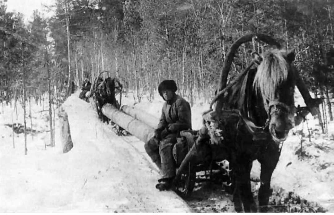 Фото 2. Перевозка бревен.