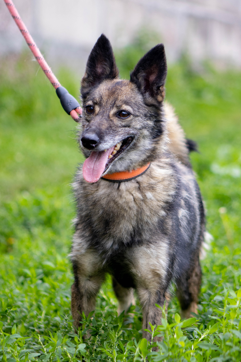 Шайра — это сгусток энергии, ласки и жизнерадостности!